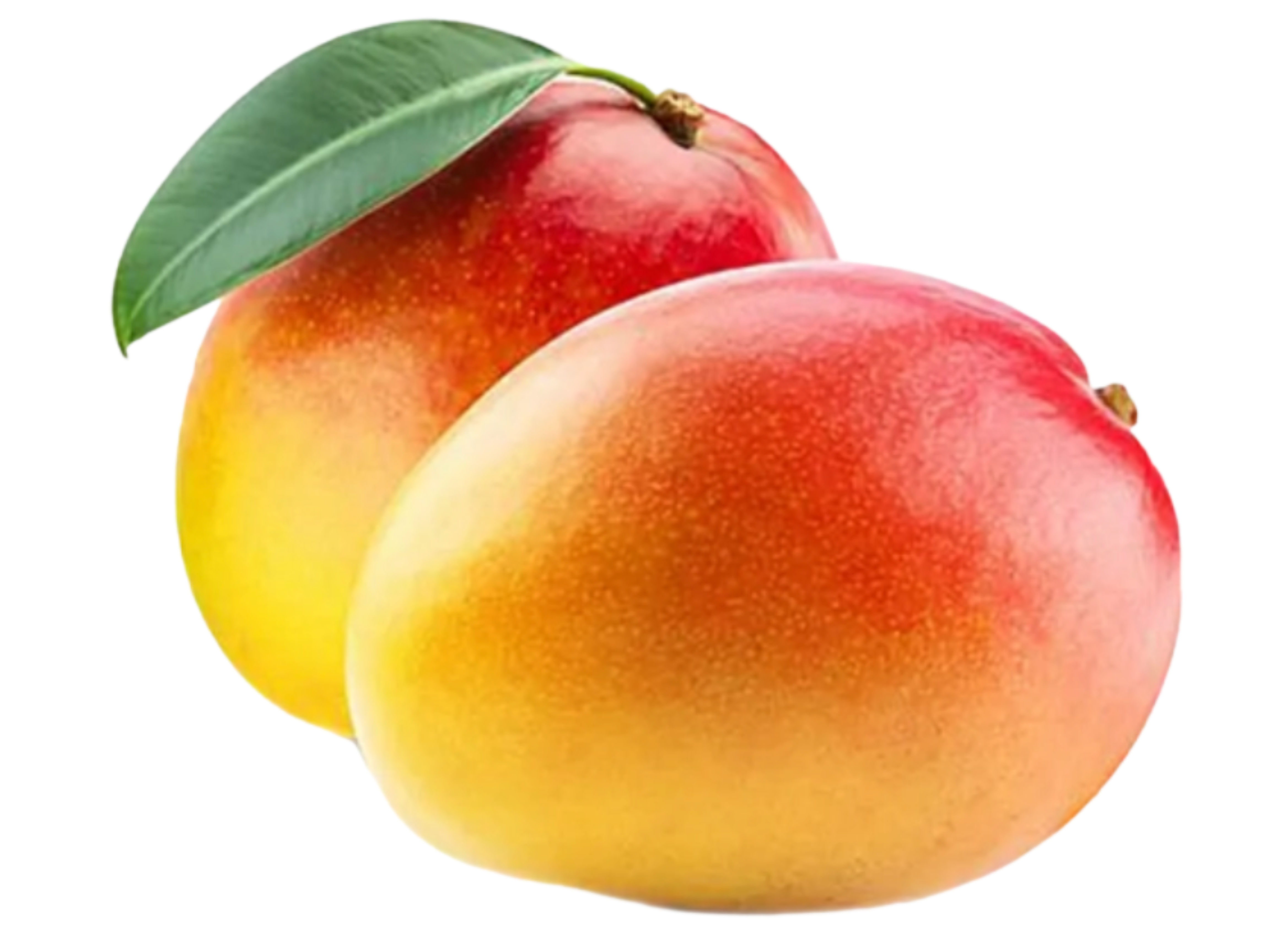 Suvarnarekha Mango (Sundari)